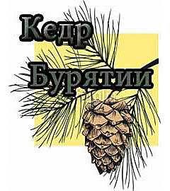 Кедр Бурятии