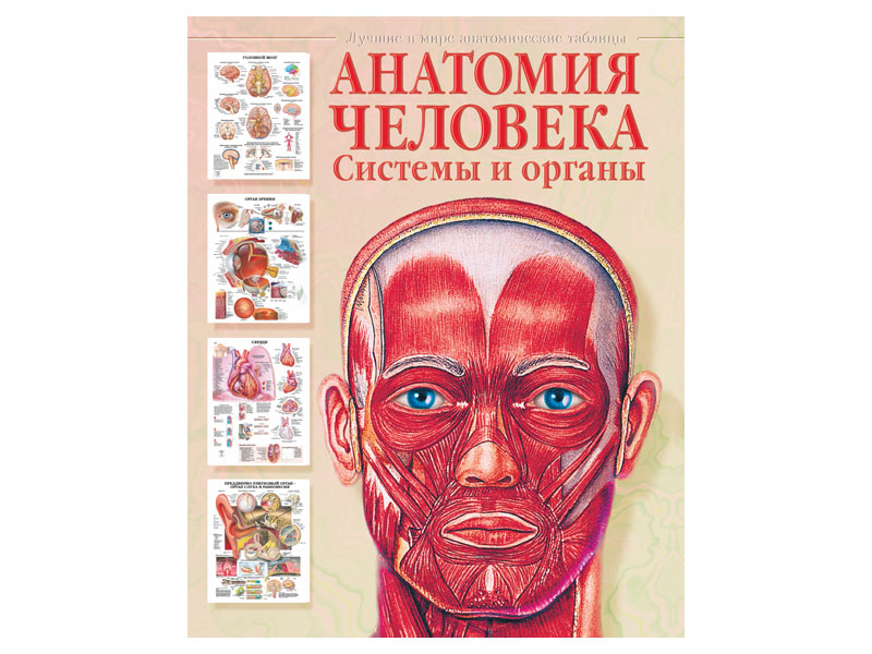 Анатомия человека. Системы и органы