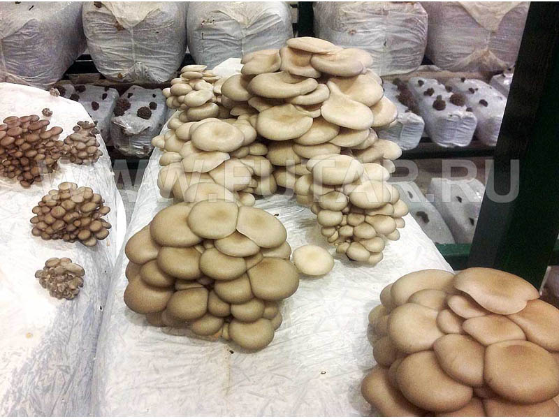 Грибные блоки