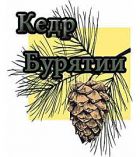 Кедр Бурятии